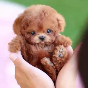 Nico - Yovot™ - The Most Realistic Robot Puppy Ever!