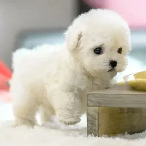 The Most Realistic Robot Puppy Ever!